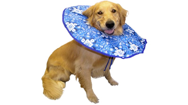 Soft 2024 elizabethan collar