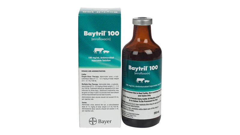 Baytril injection for cats best sale