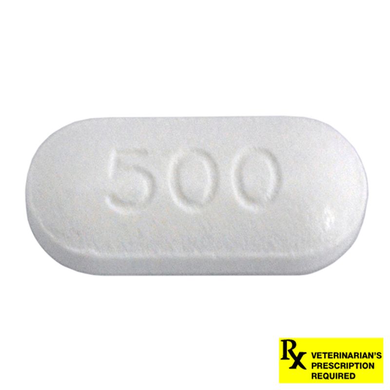 Ciprofloxacin HCL 500 mg for Dogs, Ciprofoxacin Antibiotic Lambert