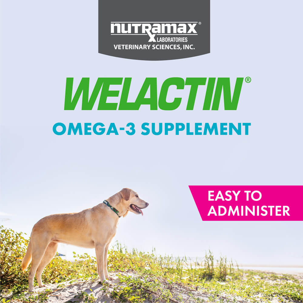 Welactin omega 3 shop supplement for dogs