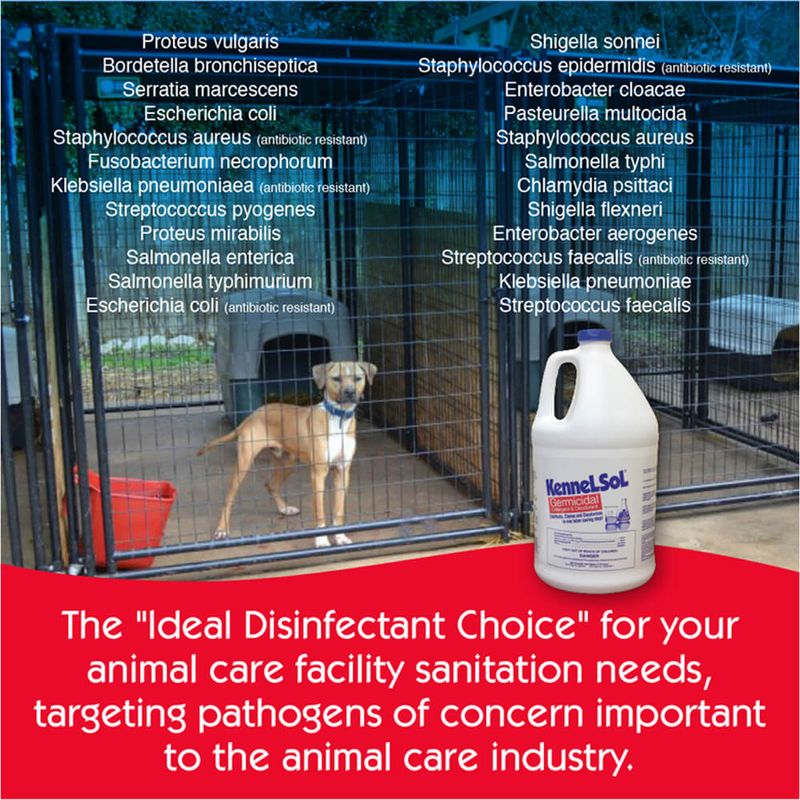 KennelSol Germicidal Detergent & Deodorant, Gallon Lambert Vet Supply