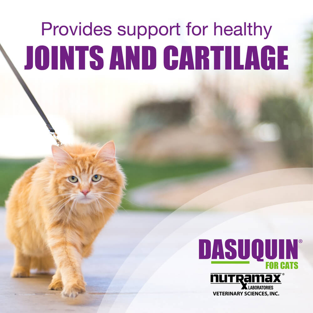 Dasuquin for cats best sale