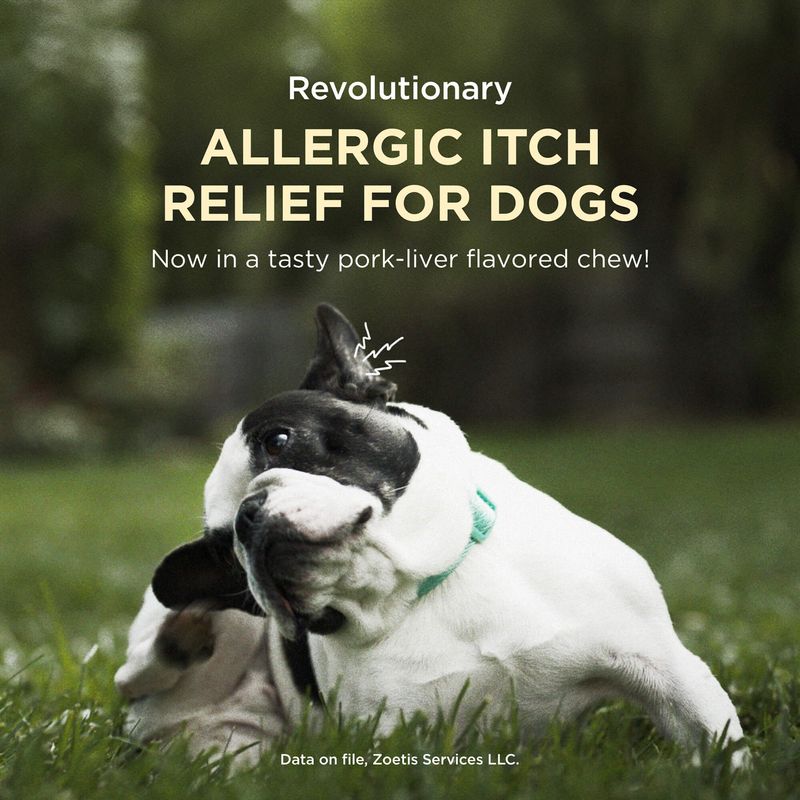 Rx Apoquel Chewable Lambert Vet Supply Dog, Cat, Horse, Kennel