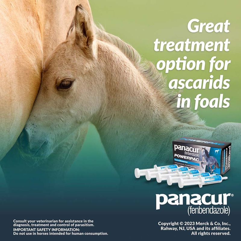 Panacur Powerpac Horse Dewormer Lambert Vet Supply Dog, Cat, Horse