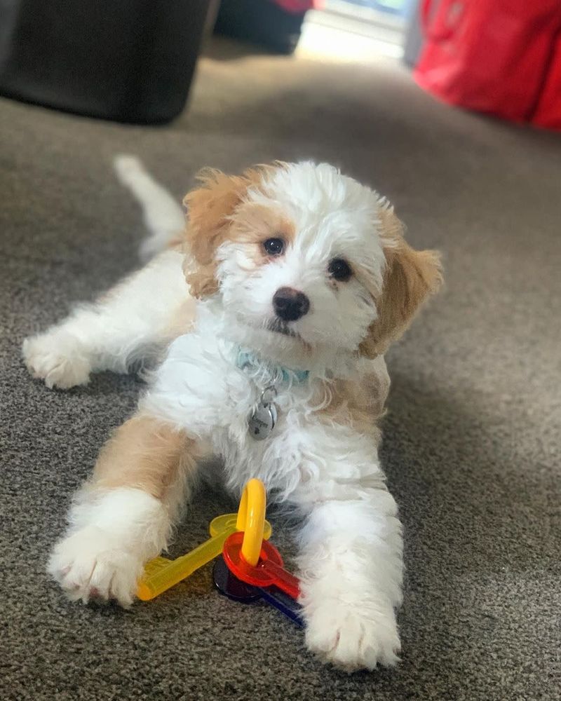 Nylabone Puppy Teething Keys Dog Toy Lambert Vet Supply Dog, Cat